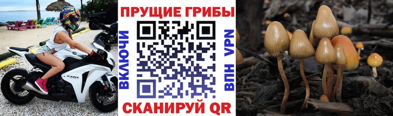 Псилоцибиновые грибы Psilocybe  Елабуга 